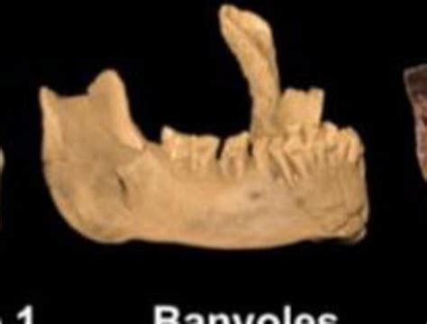 el fossil de mandíbula.